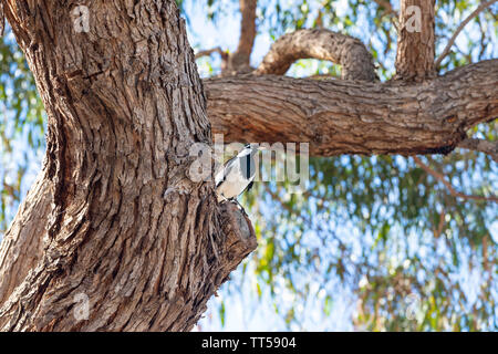 Un lone Gazza seduto in un ramo di un grande albero. Foto Stock