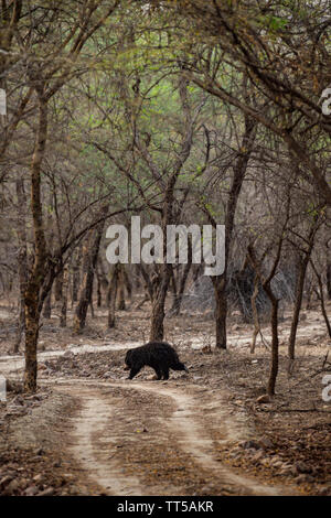 Bradipo orso o Melursus ursinus camminando sulla strada Ranthambore National Park, Rajasthan, India, Asia. Grosso animale in habitat della foresta. Foto Stock
