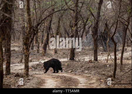 Bradipo orso o Melursus ursinus camminando sulla strada Ranthambore National Park, Rajasthan, India, Asia. Grosso animale in habitat della foresta. Foto Stock