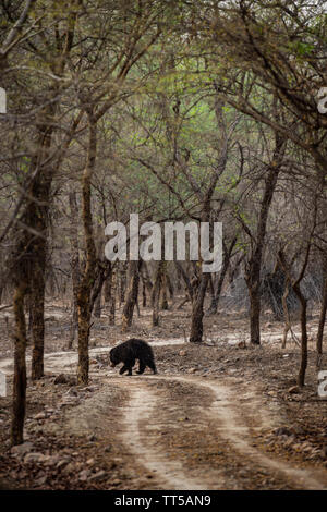Bradipo orso o Melursus ursinus camminando sulla strada Ranthambore National Park, Rajasthan, India, Asia. Grosso animale in habitat della foresta. Foto Stock