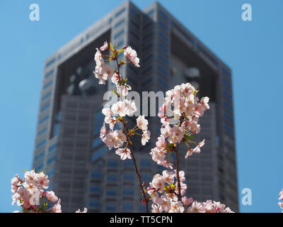 Governo Metropolitano di Tokyo edificio con rosa sakura Cherry Blossoms in primo piano Foto Stock