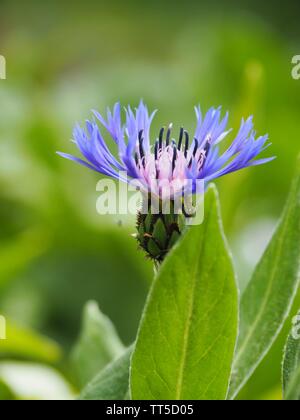 Primo piano di una Blu lilla Centaurea cyanus su uno sfondo verde Foto Stock