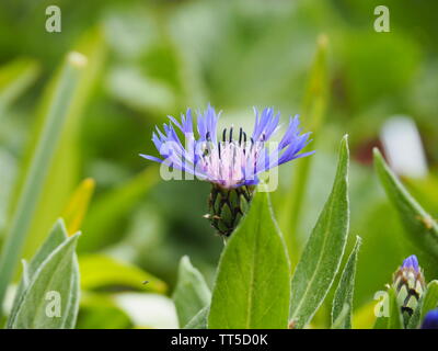 Primo piano di una Blu lilla Centaurea cyanus su uno sfondo verde Foto Stock