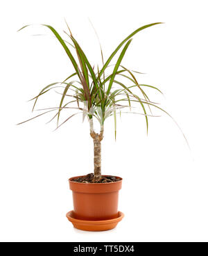 Splendidi fiori in vaso, isolato su bianco Foto Stock