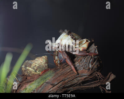 Terra paguri nel terrarium su un ramo di vino con sfondo nero Foto Stock