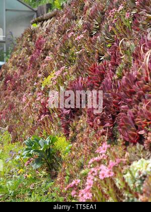 Molte diverse piante succulente crescente verticalmente su una parete Foto Stock