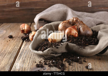 Bulbi da fiore e suolo su un letto di sacco igienico sul tavolo di legno sulla parete in legno sfondo Foto Stock