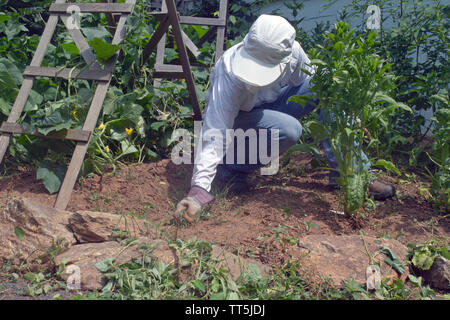 Un giovane, ben coperto di donna in sun abbigliamento protettivo tira le erbacce nel suo florido giardino vegetale su una soleggiata giornata estiva Foto Stock