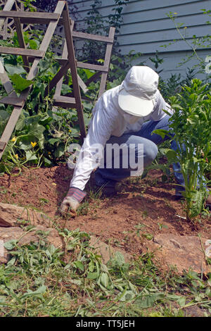 Un giovane, ben coperto di donna in sun abbigliamento protettivo tira le erbacce nel suo florido giardino vegetale su una soleggiata giornata estiva Foto Stock