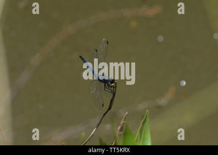 Navy Dropwing Dragonfly (Trithemis furva) arroccato in alto la coda Foto Stock