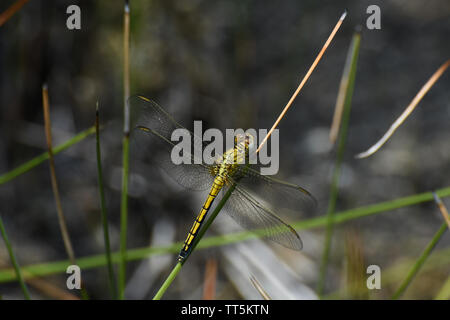 Abbott femmina di libellula Skimmer (Orthetrum abbotti) nella prateria Foto Stock