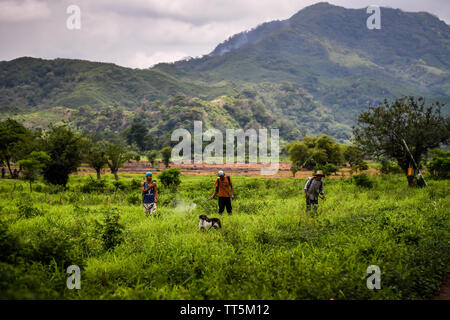 Lavoratori latino la spruzzatura di pesticidi in campagna in Guatemala Foto Stock