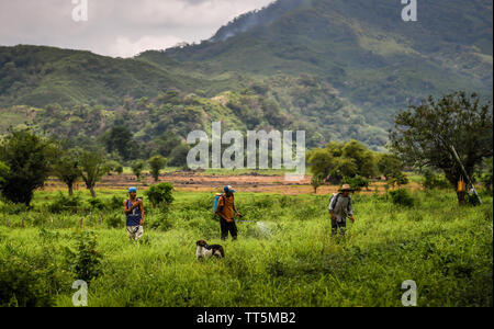 Lavoratori latino la spruzzatura di pesticidi in campagna in Guatemala Foto Stock