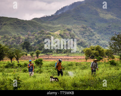 Lavoratori latino la spruzzatura di pesticidi in campagna in Guatemala Foto Stock