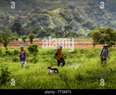 Lavoratori latino la spruzzatura di pesticidi in campagna in Guatemala Foto Stock