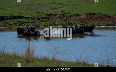 Stati Uniti - Aprile 1, 2016: bovini raffreddare su una calda giornata di primavera lungo Spinks Ferry Road vicino Lucketts in Loudoun County Virginia. (Foto di Dougl Foto Stock