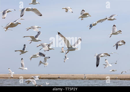 Un gregge di Caspian Gull, Larus cachinnans, in volo contro un cielo blu abve una laguna nel Delta del Danubio Riserva della Biosfera, est della Romania. Foto Stock