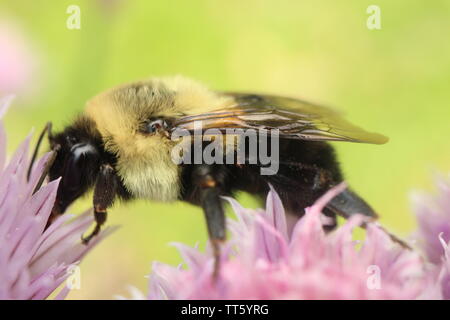 Fotografia macro di un comune Eastern Bumble Bee rovistando su i fiori di una pianta di erba cipollina. Foto Stock