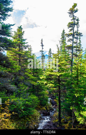 Piccolo ruscello fluviale che scorre attraverso le montagne di Skagway, Alaska circondato da alti pini e altri alberi nella stagione autunnale/autunnale, con la catena montuosa Foto Stock