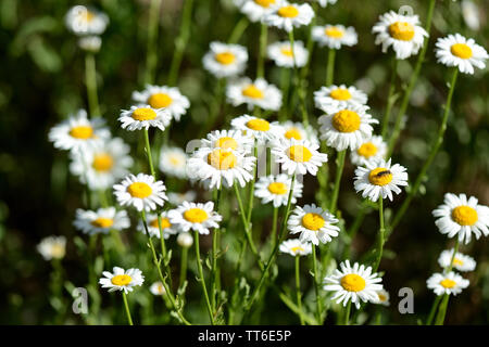 Luminose chamomiles fiore nel giardino estivo close up Foto Stock