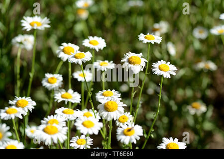 Luminose chamomiles fiore nel giardino estivo close up Foto Stock