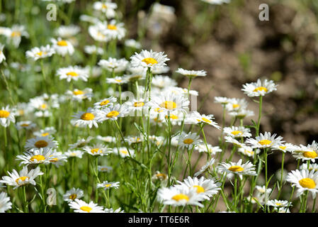 Luminose chamomiles fiore nel giardino estivo close up Foto Stock