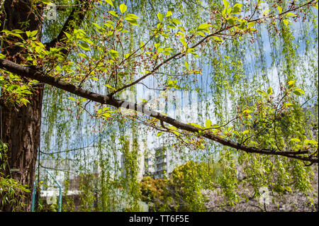 Fresche foglie verdi su un ciliegio piangente e sullo sfondo della città durante la primavera. Il Parco Ueno, Tokyo Foto Stock