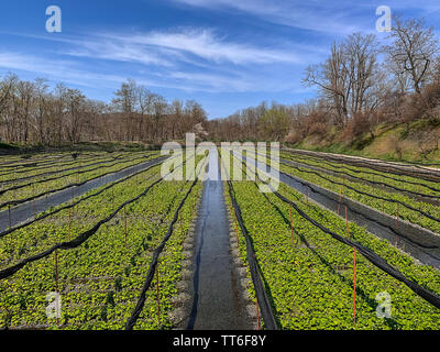 Daio Wasabi Azienda agricola nelle zone rurali Azomino, Prefettura di Nagano, Giappone. Fresco verde righe di rafano giapponese che cresce in un colorato paesaggio a molla. Foto Stock