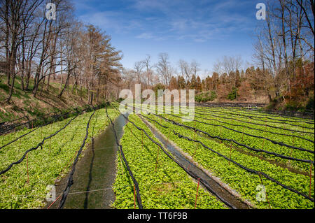 Daio Wasabi Azienda agricola nelle zone rurali Azomino, Prefettura di Nagano, Giappone. Fresco verde righe di rafano giapponese che cresce in un colorato paesaggio a molla. Foto Stock