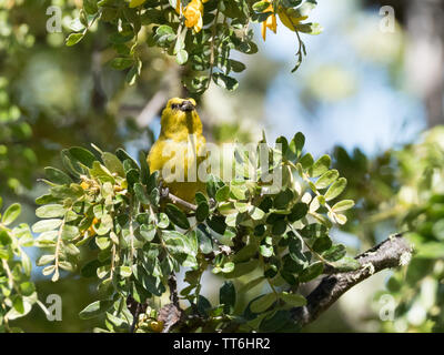 Amakihi, Chlorodrepanis virens, nativo honeycreeper uccello sull'isola di Hawaii, Hawaii, STATI UNITI D'AMERICA Foto Stock