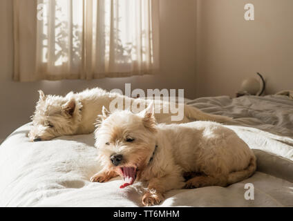 Sbadigliare cane: West Highland White Terrier westie cane svegliarsi al mattino sul letto dopo il weekend dormire in Foto Stock