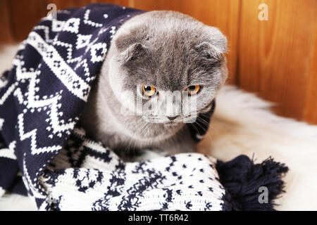 Bella Britannico gatto avvolti in plaid sul tappeto di pelliccia su sfondo di legno Foto Stock