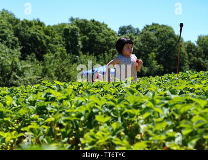 Di middelmark CT, Stati Uniti d'America. Jun 2019. Giovane americano asiatico bambina in esecuzione e cercando i suoi genitori per mostrare questa grande fragola. Foto Stock