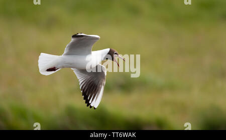 Testa nera seagull nel suo habitat a caccia di pesce Foto Stock