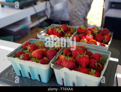 Di middelmark CT, Stati Uniti d'America. Jun 2019. Scatole di fragola getting pesati prima di acquistare e dritto per alcuni dolci home ricette. Foto Stock