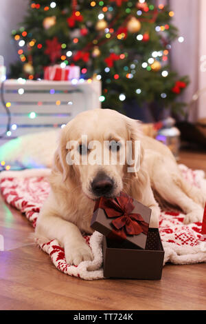 Grosso Labrador giacente su plaid sul pavimento in legno e albero di Natale sfondo Foto Stock