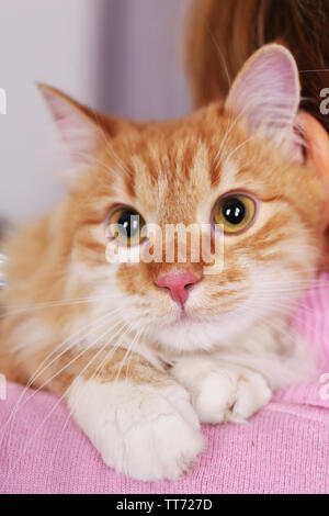 Ritratto di amabile rosso gatto, close-up Foto Stock