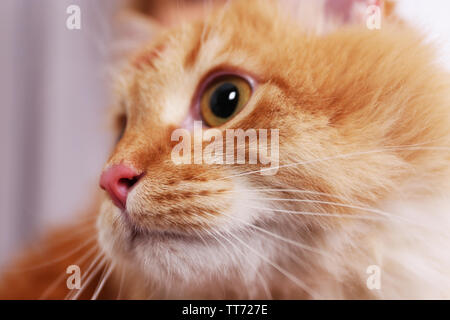 Ritratto di amabile rosso gatto, close-up Foto Stock