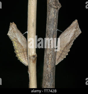 Due a coda di rondine butterfuly pupe imbrigliato a bastoni asciutti che mostra colore naturale variazione di papilio machaon specie Foto Stock