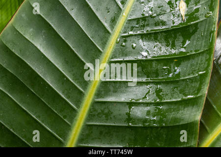 Foglia bagnata di una banana palm Foto Stock