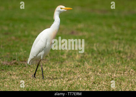 Western airone guardabuoi (Bubulcus ibis) è una specie di heron (Famiglia ardeidi) trovati nei tropichi e subtropics e riscaldare zone temperate Foto Stock