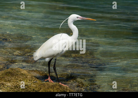 Western reef heron / garzetta (Egretta gularis) sulla riva ad est di Mangrovie di Abu Dhabi, negli Emirati Arabi Uniti. White morph Foto Stock