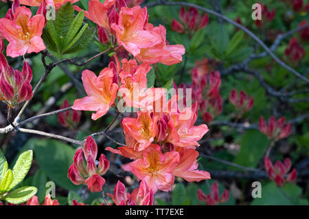 Fioritura di rododendro makinoi nel mese di aprile Foto Stock