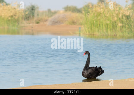 Black Swan (Cygnus atratus) permanente sulla riva di Al Qudra lago in Dubia, EMIRATI ARABI UNITI Foto Stock