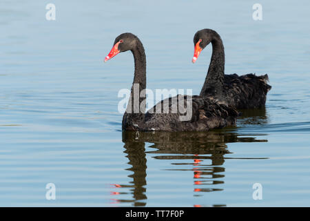 Black Swan (Cygnus atratus) coppia nuoto su Al Qudra lago in Dubai EMIRATI ARABI UNITI Foto Stock
