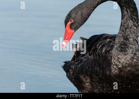 Black Swan (Cygnus atratus) nuotare in un lago Foto Stock