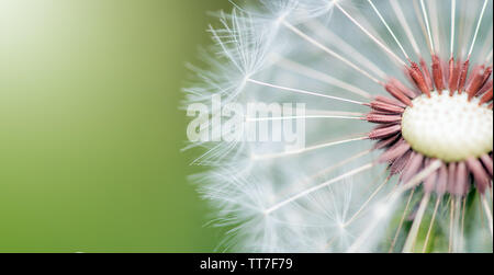 Banner. Su uno sfondo verde in sezione trasversale di un dente di leone bianco in presenza di luce solare Foto Stock