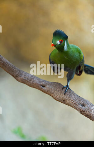 Hartlaub's's Turaco (Tauraco hartlaubi) Foto Stock