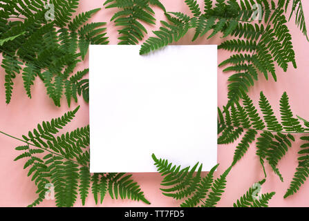Layout creativi di Verde foglie di felce, piante selvatiche in rosa e bianco quadrato vuoto frame, copia dello spazio. Estate, la molla o il concetto di ecologia. Foto Stock