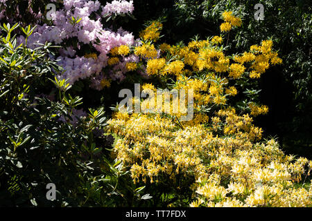 Diverse varietà di rododendri fioriscono nel giardino di maggio Foto Stock